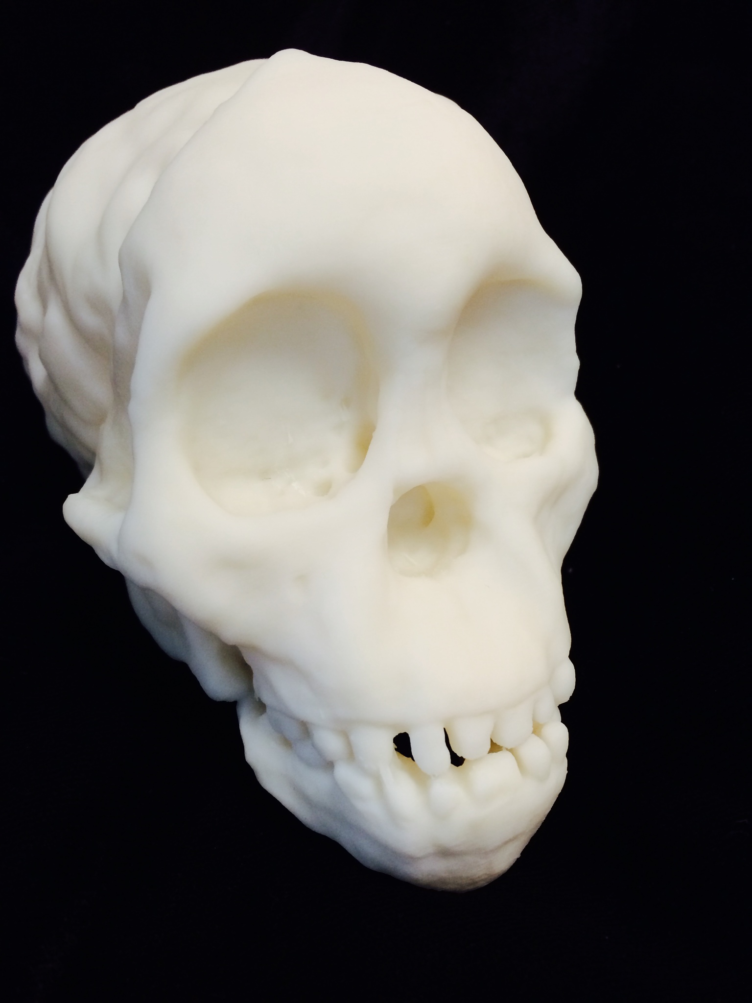 Taung Child Skull 3D Printed
